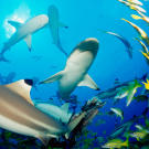A pack of blacktip reef sharks scatters a school of fish. Unlike the gray reef shark, the blacktip reef shark is timid and difficult to approach. It's common in nearshore waters of the tropical and subtropical Indo-Pacific.