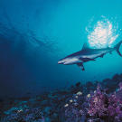 A silky shark, so named because of the smooth texture of its skin. In comparison to most sharks, the silky shark's denticles (shark scales) are very small and densely packed, giving its skin a "silky" feel. It lives in tropical waters worldwide, where it excels at driving fish into compact schools before launching open-mouthed, slashing attacks.