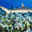 A silvertip shark patrols the Great Barrier Reef in Australia. Looking like a larger, bulkier version of a gray reef shark, the silvertip shark can be easily identified by the prominent white margins on its fins. An aggressive shark, it eats eagle rays and smaller sharks when it's not feeding on bony fish and cephalopods. Like gray reef sharks, silvertip sharks will perform a threat display to warn of an impending attack.