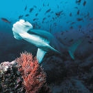 A hammerhead shark scans a coral reef for easy prey.