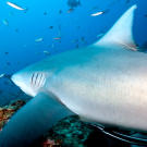 A gray reef shark at a feed station near Namena Island, Fiji.