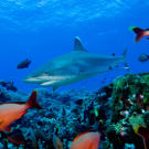 Humpback snappers break formation to make way for a silvertip shark.