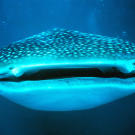 Whale shark (Rhincodon typus) off Ningaloo Reef, Australia.