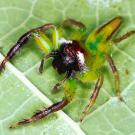 Monster Bug War