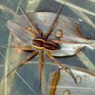Aquatic spiders