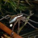 Fishing Spiders
