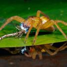 Oxygen diffuses from the water into the