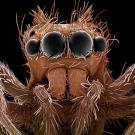 Jumping Spiders