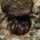 Trapdoor Spiders