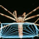 Net-casting Spiders