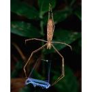 Net-casting Spider