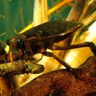 Giant Water Bugs