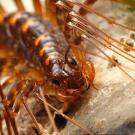 House Centipedes'