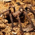 Whistling Tarantula