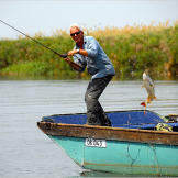 African tigerfish