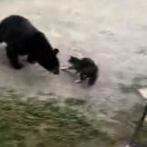 This cat shows a local black bear who's boss.