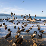 Bald eagles on beach in Homer, Alaska