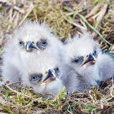 Three bald eagle chicks in nest. Katmai National Park and Preserve, Alaska