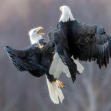 Bald eagles fighting in mid air. Chilkat Bald Eagle Preserve, Alaska