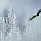 Bald eagle and snowy pine trees