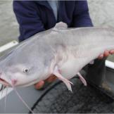 The blue catfish, a relative of the flathead, is considered the largest catfish species in the United States.