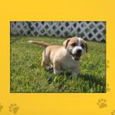 Name: Chance