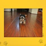 Name: Chikita