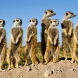 10. MeerkatMartin Harvey/Getty Images |