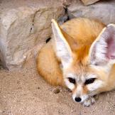 4. Fennec FoxHemera/Thinkstock