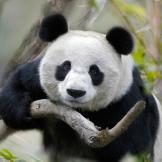 3. Giant PandaKeren Su/Corbis