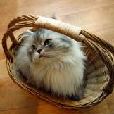 2. CatHemera/Thinkstock