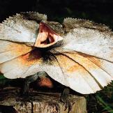 18. Frilled Neck LizardJoshua Ets-Hokin/Corbis