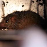 16. AntechinusLisa Maree Williams/Getty Images News