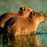 15. CapybaraJoe McDonald/CORBIS