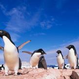 13. Adelie PenguinPaul A. Souders/CORBIS