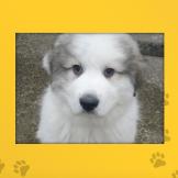 Name: Diezel
