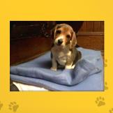 Name: Dixie