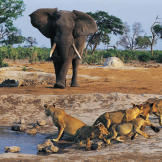 An African elephant (Loxodonta africana) approaches a lioness and her cubs.