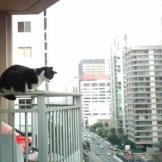 As seen on Episode 102 of My Cat From Hell.