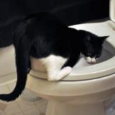 Fi Fi drinking out of the toilet.