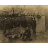 Fishermen pose with a shark attacked with unidentifiable spears.