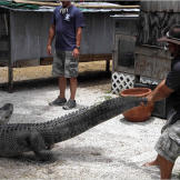 As seen on Gator Boys, only on Animal Planet.