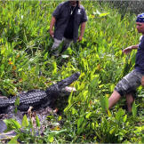 As seen on Gator Boys, only on Animal Planet.