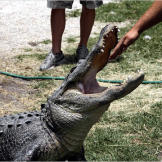 As seen on Gator Boys, only on Animal Planet.