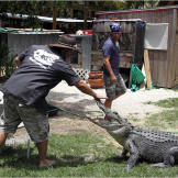 As seen on Gator Boys, only on Animal Planet.