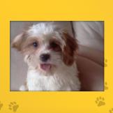 Name: Gizmo