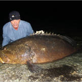 The goliath grouper is unique in both its massive size (they can grow to 8.2 feet in length and weigh 800 pounds) and its tendency to occasionally swim up brackish estuaries and freshwater channels.
