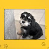 Name: Harlow