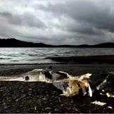 The remains of an alligator gar on the shore of the Trinity River.
More Killer Fish Photos | About the Alligator Gar | A Prehistoric Giant (video) | Landing a Giant Alligator Gar (video) | An Alligator Gar Draws Blood (video) | Swimming With Alligator Gar (video)