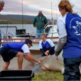 The bull shark is released back into the Zambezi River, home to hippopotamuses and crocodiles.